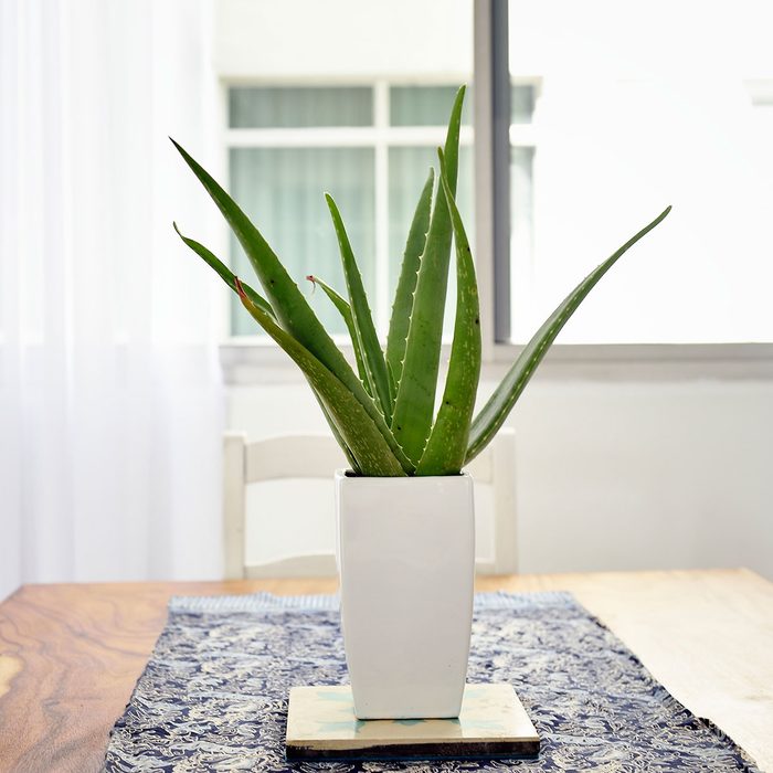 Aloe Vera Plant