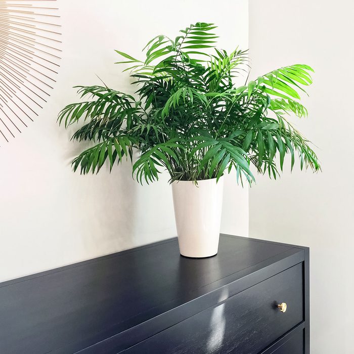 Parlor Palm Plant