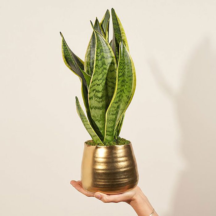 Snake Plant