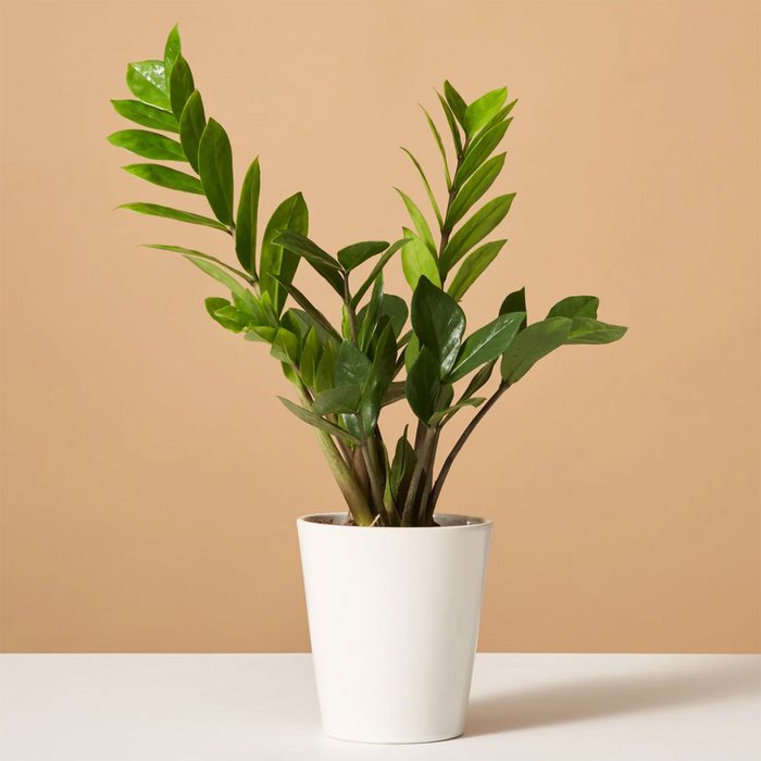 ZZ Plant