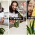 2 Things to Do with Cucumber Peels for Healthy Plants