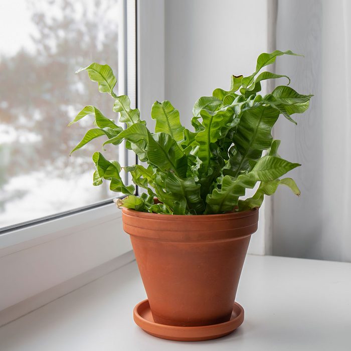 Bird's Nest Fern