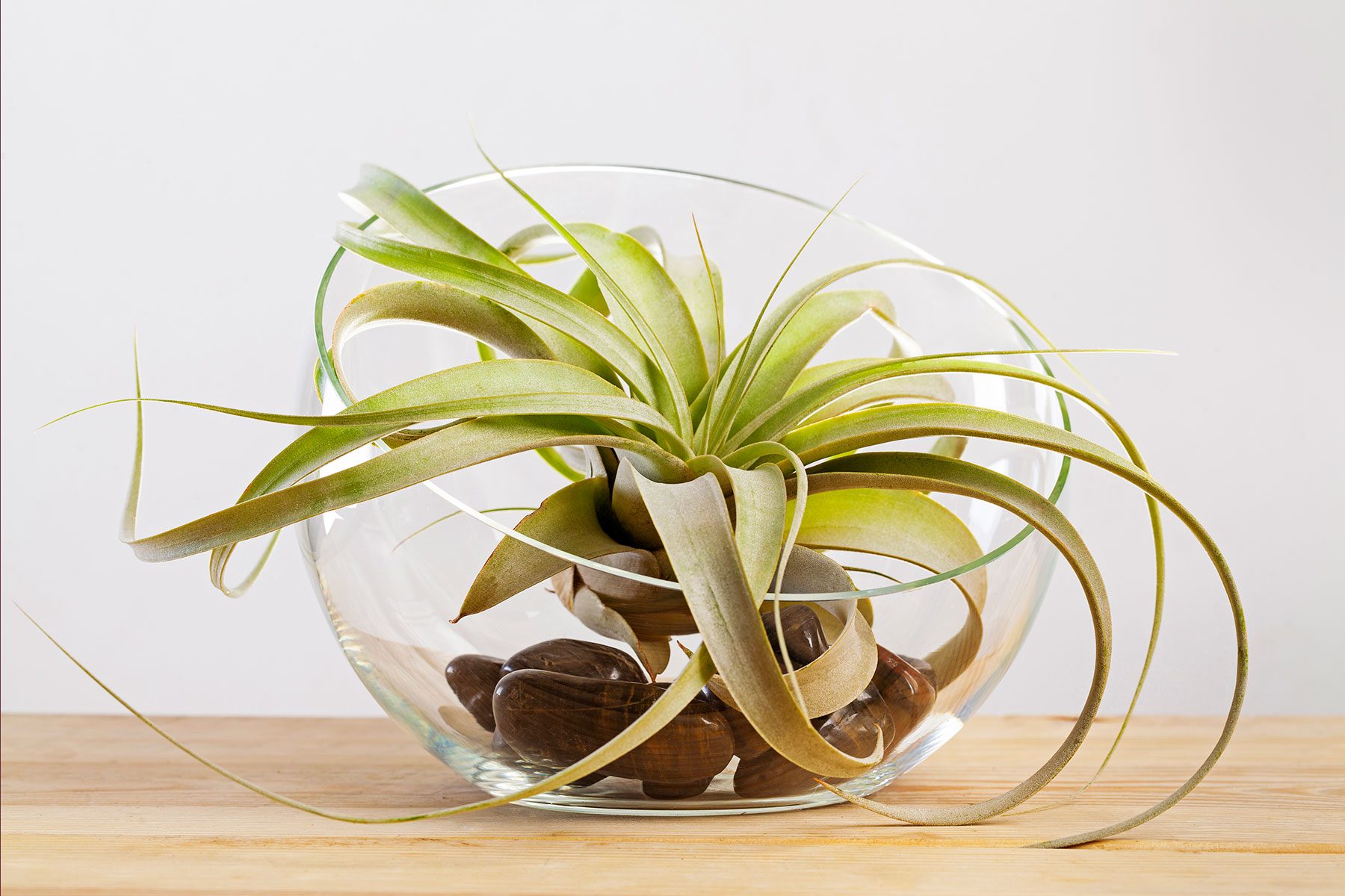 Air Plant in glass container on a table