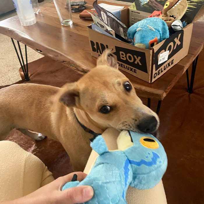 Bark Box
