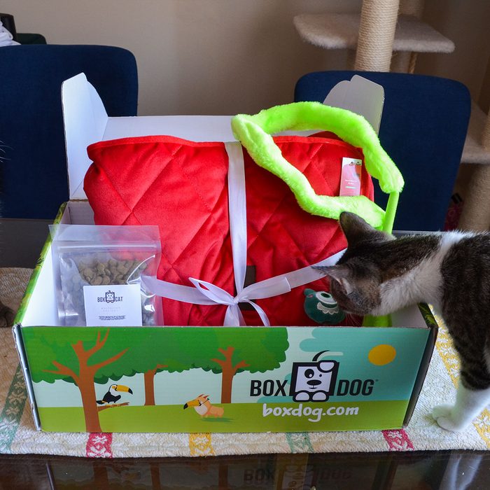 Boxcat
