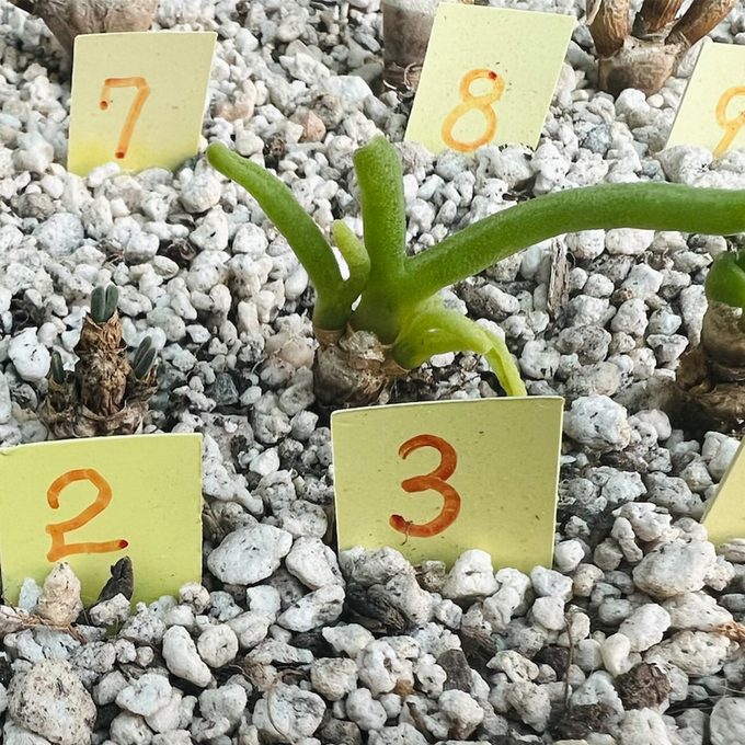 Bunny Succulent