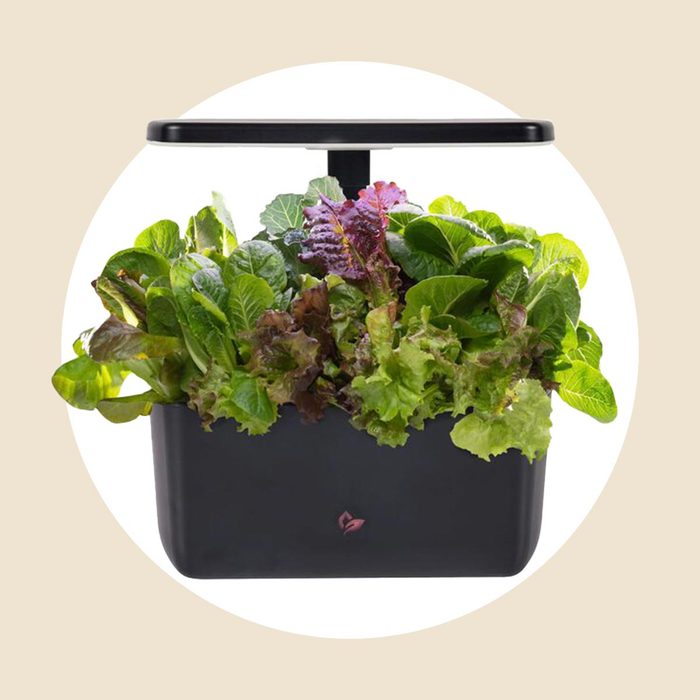 Harvest Garden