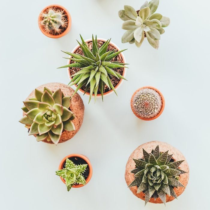 Succulent Studios