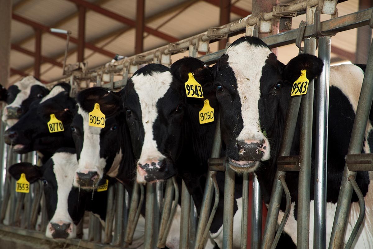 Five dairy cows in a dairy facility